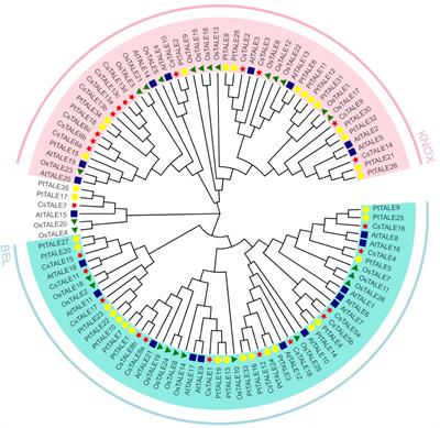 TALE Transcription Factors in Sweet Orange (Citrus sinensis): Genome-Wide Identification, Characterization, and Expression in Response to Biotic and Abiotic Stresses